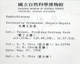 中文名:臺灣土沉香(S014377)學名:Excoecaria formosana (Hayata) Hayata(S014377)英文名:Formosan Excoecaria