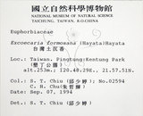 中文名:臺灣土沉香(S014378)學名:Excoecaria formosana (Hayata) Hayata(S014378)英文名:Formosan Excoecaria