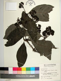中文名:皮孫木(S014489)學名:Pisonia umbellifera (Forst.) Seem.(S014489)英文名:Malay Catchbird Tree