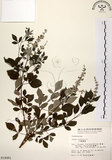 中文名:三葉蔓荊(S014491)學名:Vitex trifolia L.(S014491)