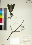中文名:薄葉玉心花(S014558)學名:Tarenna gracilipes (Hayata) Ohwi(S014558)英文名:Thin-leaf Tarenna