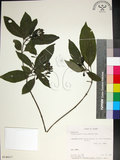 中文名:薄葉玉心花(S014617)學名:Tarenna gracilipes (Hayata) Ohwi(S014617)英文名:Thin-leaf Tarenna