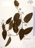 中文名:糙莖菝契(S014717)學名:Smilax bracteata C. Presl var. verruculosa (Merr.) T. Koyama(S014717)中文別名:疣枝菝契英文名:Verrucose Greenbrier拉丁同物異名:Smilax bracteata Presl subsp. verruculosa (Merr.) T. Koyama