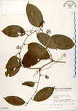 中文名:糙莖菝契(S015203)學名:Smilax bracteata C. Presl var. verruculosa (Merr.) T. Koyama(S015203)中文別名:疣枝菝契英文名:Verrucose Greenbrier拉丁同物異名:Smilax bracteata Presl subsp. verruculosa (Merr.) T. Koyama