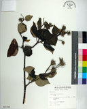 中文名:黃槿(S015788)學名:Hibiscus tiliaceus L.(S015788)英文名:Linden Hibiscus