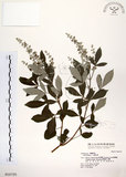 中文名:三葉蔓荊(S016725)學名:Vitex trifolia L.(S016725)