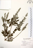 中文名:三葉蔓荊(S016935)學名:Vitex trifolia L.(S016935)