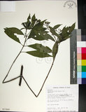 中文名:薄葉玉心花(S017669)學名:Tarenna gracilipes (Hayata) Ohwi(S017669)英文名:Thin-leaf Tarenna