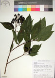 中文名:玉葉金花(S018208)學名:Mussaenda parviflora Matsum.(S018208)英文名:Mussaenda