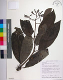 中文名:皮孫木(S018221)學名:Pisonia umbellifera (Forst.) Seem.(S018221)英文名:Malay Catchbird Tree