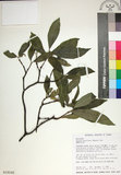 中文名:薄葉玉心花(S018242)學名:Tarenna gracilipes (Hayata) Ohwi(S018242)英文名:Thin-leaf Tarenna