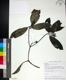 中文名:薄葉玉心花(S018293)學名:Tarenna gracilipes (Hayata) Ohwi(S018293)英文名:Thin-leaf Tarenna