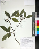 中文名:薄葉玉心花(S018307)學名:Tarenna gracilipes (Hayata) Ohwi(S018307)英文名:Thin-leaf Tarenna