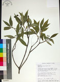 中文名:薄葉玉心花(S018455)學名:Tarenna gracilipes (Hayata) Ohwi(S018455)英文名:Thin-leaf Tarenna