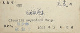 中文名:麥氏鐵線蓮(S019520)學名:Clematis meyeniana Walp.(S019520)