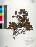 中文名:象牙柿(S021690)學名:Diospyros ferrea (Willd.) Bakh. f.(S021690)英文名:Philippine Ebony Persimmon
