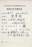 中文名:麥氏鐵線蓮(S025191)學名:Clematis meyeniana Walp.(S025191)