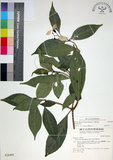 中文名:玉葉金花(S028409)學名:Mussaenda parviflora Matsum.(S028409)英文名:Mussaenda