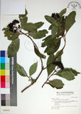 中文名:玉葉金花(S028410)學名:Mussaenda parviflora Matsum.(S028410)英文名:Mussaenda