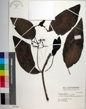 中文名:皮孫木(S031157)學名:Pisonia umbellifera (Forst.) Seem.(S031157)英文名:Malay Catchbird Tree