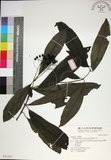 中文名:薄葉玉心花(S031227)學名:Tarenna gracilipes (Hayata) Ohwi(S031227)英文名:Thin-leaf Tarenna