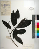 中文名:皮孫木(S033477)學名:Pisonia umbellifera (Forst.) Seem.(S033477)英文名:Malay Catchbird Tree