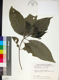 中文名:薄葉玉心花(S035487)學名:Tarenna gracilipes (Hayata) Ohwi(S035487)英文名:Thin-leaf Tarenna