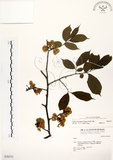 中文名:阿里山榆(S036571)學名:Ulmus uyematsui Hayata(S036571)英文名:Arishan Elm.