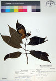 中文名:玉葉金花(S036900)學名:Mussaenda parviflora Matsum.(S036900)英文名:Mussaenda