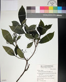 中文名:薄葉玉心花(S039835)學名:Tarenna gracilipes (Hayata) Ohwi(S039835)英文名:Thin-leaf Tarenna