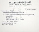 中文名:臺灣牡丹藤(S040001)學名:Clematis psilandra Kitag.(S040001)中文別名:台灣牡丹藤拉丁同物異名:Clematis psilandra Kitagawa