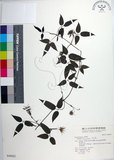 中文名:臺灣鐵線蓮(S040002)學名:Clematis formosana Kuntze(S040002)