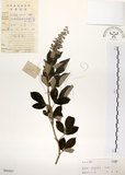 中文名:三葉蔓荊(S041027)學名:Vitex trifolia L.(S041027)