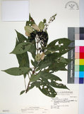 中文名:玉葉金花(S042717)學名:Mussaenda parviflora Matsum.(S042717)英文名:Mussaenda