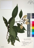 中文名:玉葉金花(S042754)學名:Mussaenda parviflora Matsum.(S042754)英文名:Mussaenda