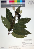 中文名:玉葉金花(S042972)學名:Mussaenda parviflora Matsum.(S042972)英文名:Mussaenda