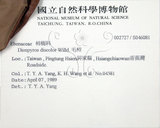 中文名:毛柿(S046081)學名:Diospyros philippensis (Desr.) Gurke(S046081)中文別名:保亭柿英文名:Taiwan Ebony拉丁同物異名:Diospyros potingensis Chun & Merr.