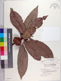 中文名:毛柿(S046866)學名:Diospyros philippensis (Desr.) Gurke(S046866)中文別名:保亭柿英文名:Taiwan Ebony拉丁同物異名:Diospyros potingensis Chun & Merr.