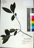 中文名:薄葉玉心花(S047179)學名:Tarenna gracilipes (Hayata) Ohwi(S047179)英文名:Thin-leaf Tarenna