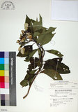 中文名:玉葉金花(S048356)學名:Mussaenda parviflora Matsum.(S048356)英文名:Mussaenda