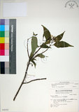 中文名:玉葉金花(S048382)學名:Mussaenda parviflora Matsum.(S048382)英文名:Mussaenda