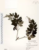 中文名:三葉蔓荊(S049375)學名:Vitex trifolia L.(S049375)