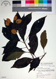 中文名:玉葉金花(S049628)學名:Mussaenda parviflora Matsum.(S049628)英文名:Mussaenda