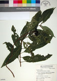 中文名:玉葉金花(S049698)學名:Mussaenda parviflora Matsum.(S049698)英文名:Mussaenda