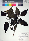 中文名:玉葉金花(S049796)學名:Mussaenda parviflora Matsum.(S049796)英文名:Mussaenda