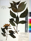 中文名:玉葉金花(S049797)學名:Mussaenda parviflora Matsum.(S049797)英文名:Mussaenda