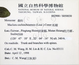 中文名:柘樹(S050030)學名:Maclura cochinchinensis (Lour.) Corner(S050030)英文名:Emarginate-leaf Silkwormthorn