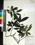 中文名:薄葉玉心花(S050588)學名:Tarenna gracilipes (Hayata) Ohwi(S050588)英文名:Thin-leaf Tarenna