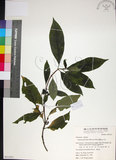 中文名:薄葉玉心花(S051031)學名:Tarenna gracilipes (Hayata) Ohwi(S051031)英文名:Thin-leaf Tarenna