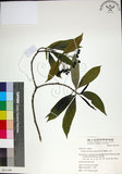 中文名:薄葉玉心花(S051108)學名:Tarenna gracilipes (Hayata) Ohwi(S051108)英文名:Thin-leaf Tarenna